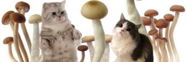 ccatcrk's profile banner image