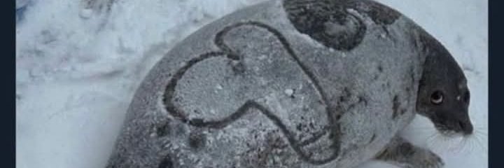 MisHuesitosConPure banner