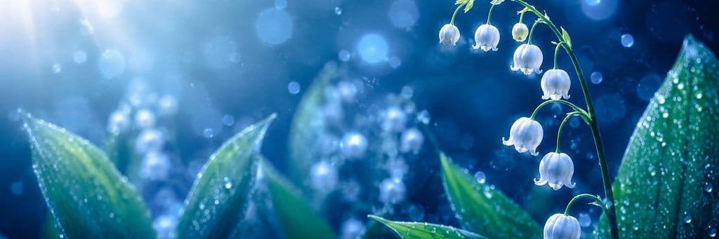 ez_Candi's profile banner image