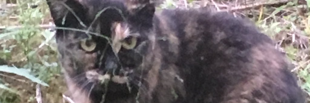 ettklubba's profile banner image