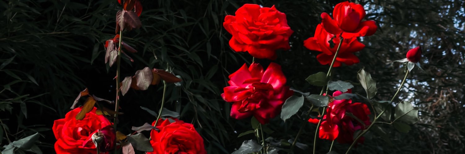 hazimiman's profile banner image