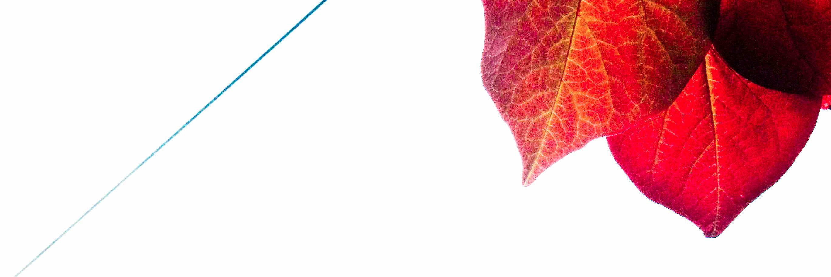 KarenHanrahan's profile banner image