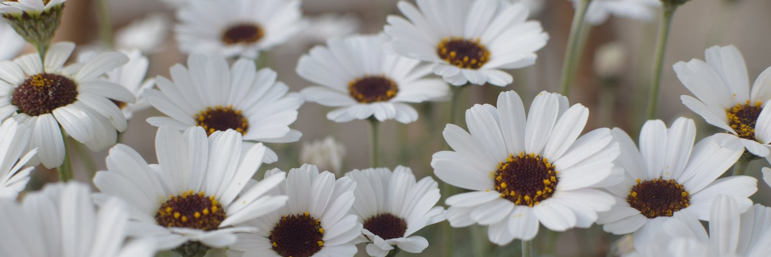 SarahMMedia's profile banner image