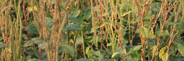 MBagavathiannan Profile Banner