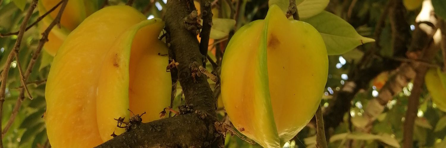 fernandopermo's profile banner image