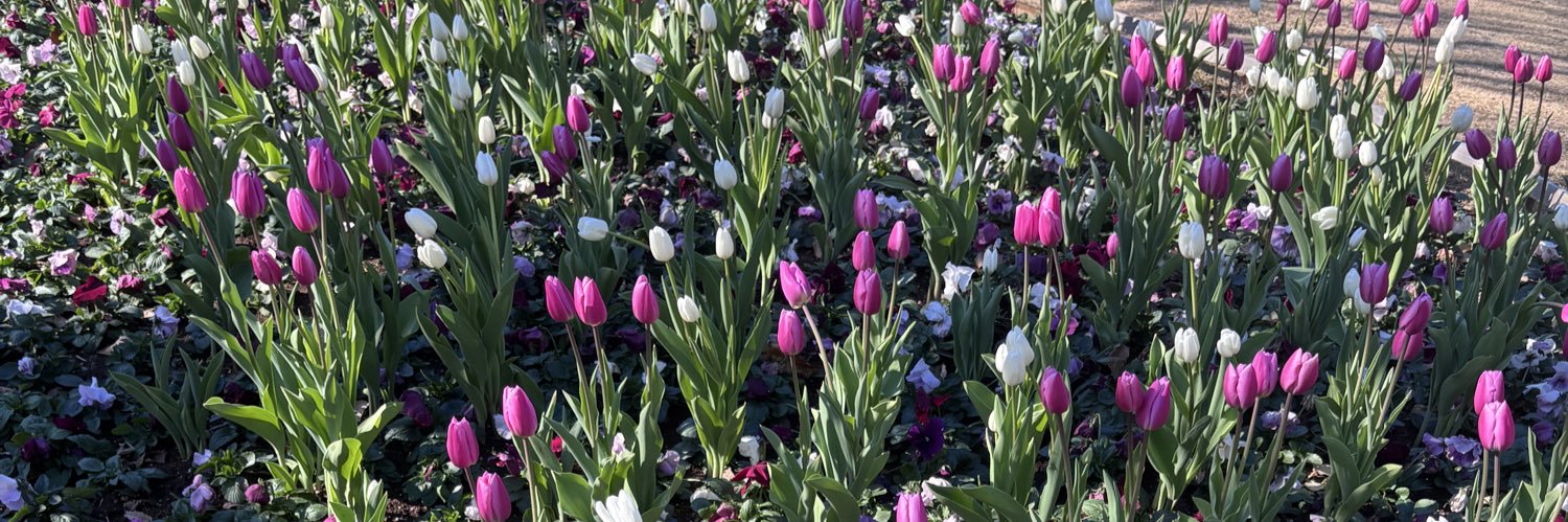 SEZAKI Junko（れもん） banner