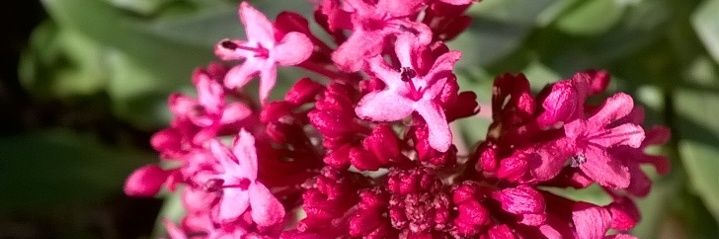 marysolprevotel's profile banner image