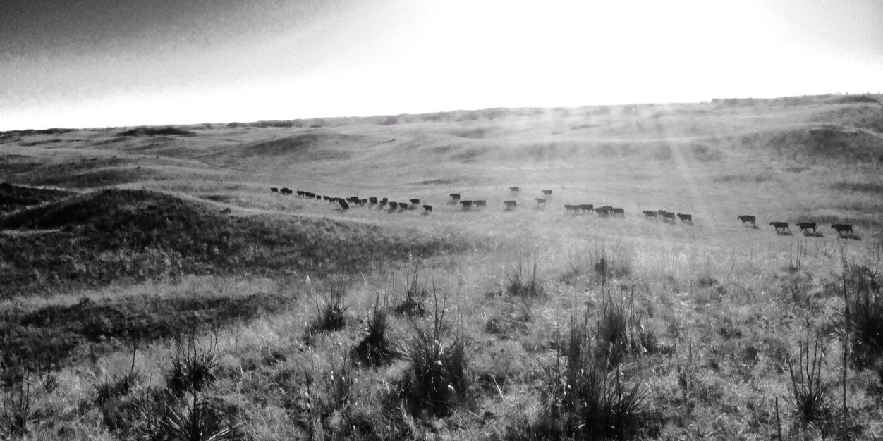 Tyler Shotkoski banner