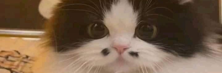 yuumi_irl's profile banner image