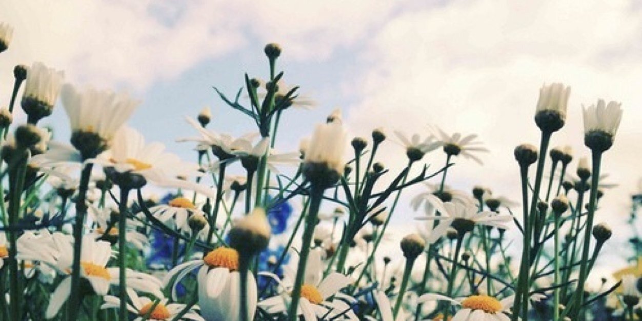 laineychia's profile banner image