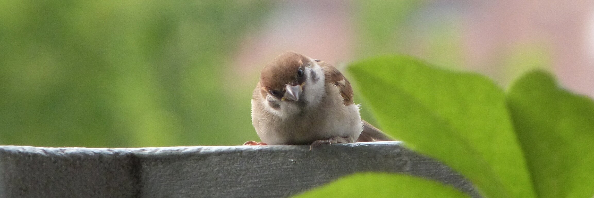 やひろあこ banner