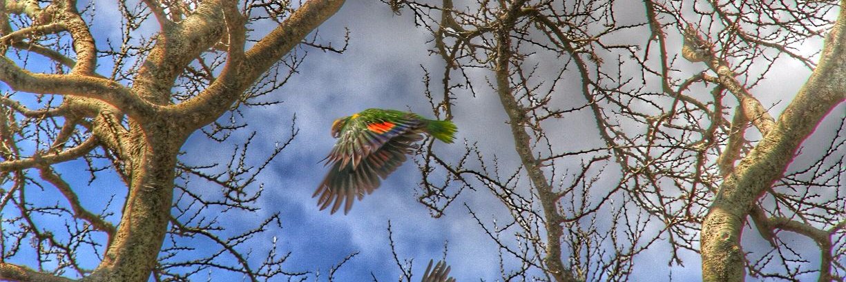 EcoGuardianesM's profile banner image