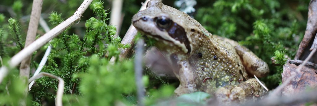 Lene Johansen banner