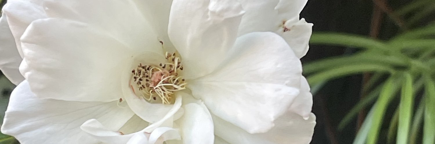 norazolezzi's profile banner image