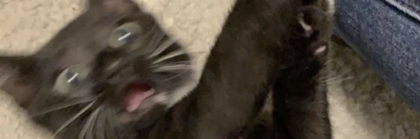 tattoomycar's profile banner image