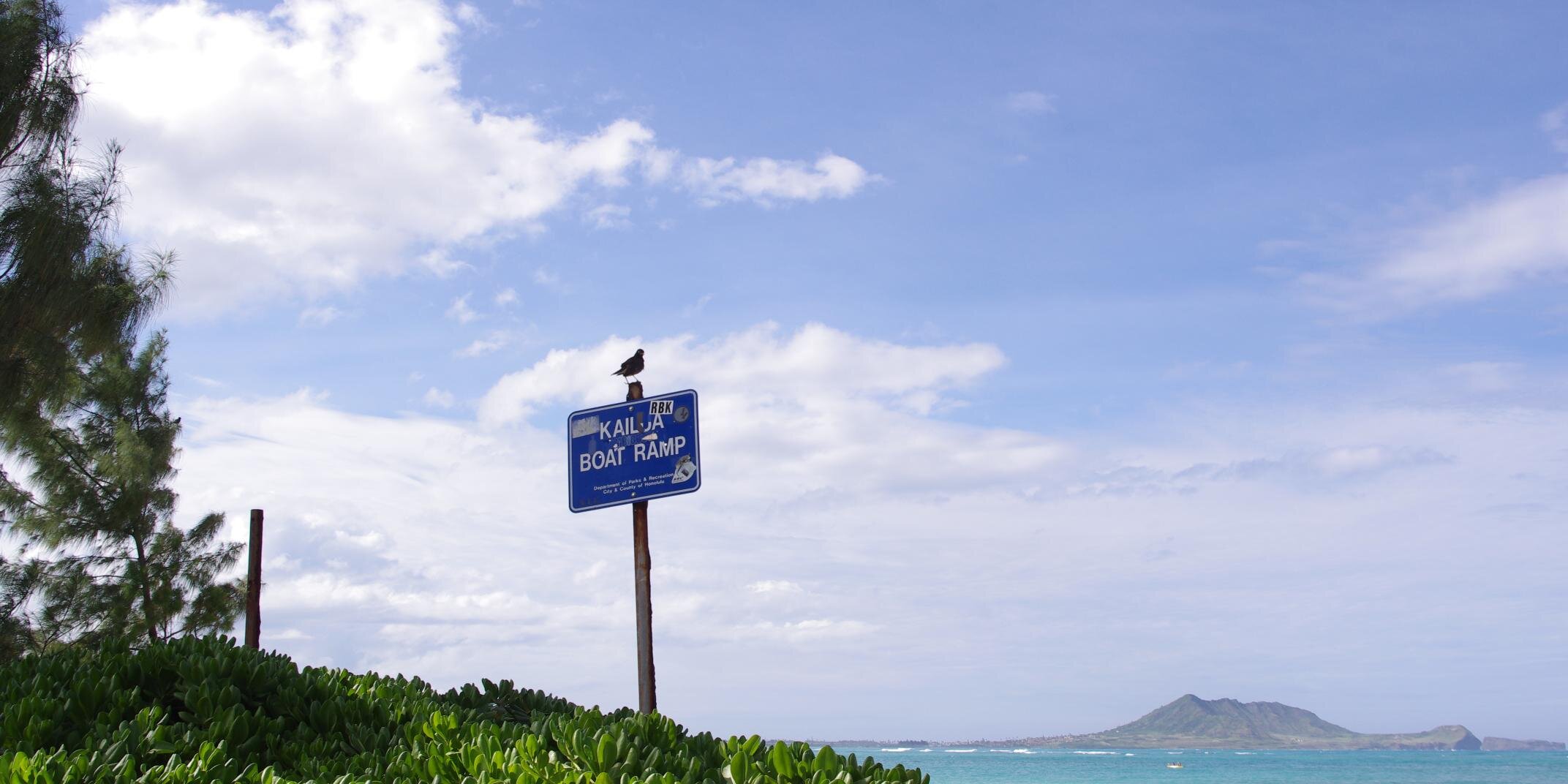 tamaloha's profile banner image