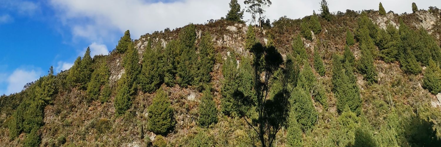 catalinarojas's profile banner image