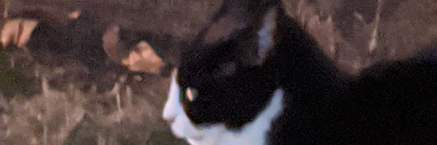anythingsedible's profile banner image