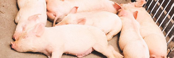 anoboru_kaki2 Profile Banner