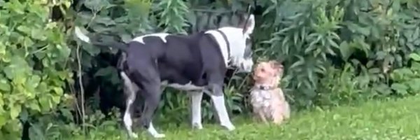 nyeric Profile Banner