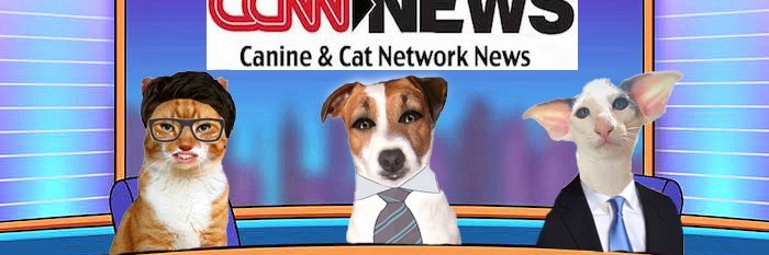 Dogs & Cats go Hollywood Creates Funny Cats & Dogs banner