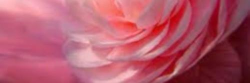 SalseraIE's profile banner image