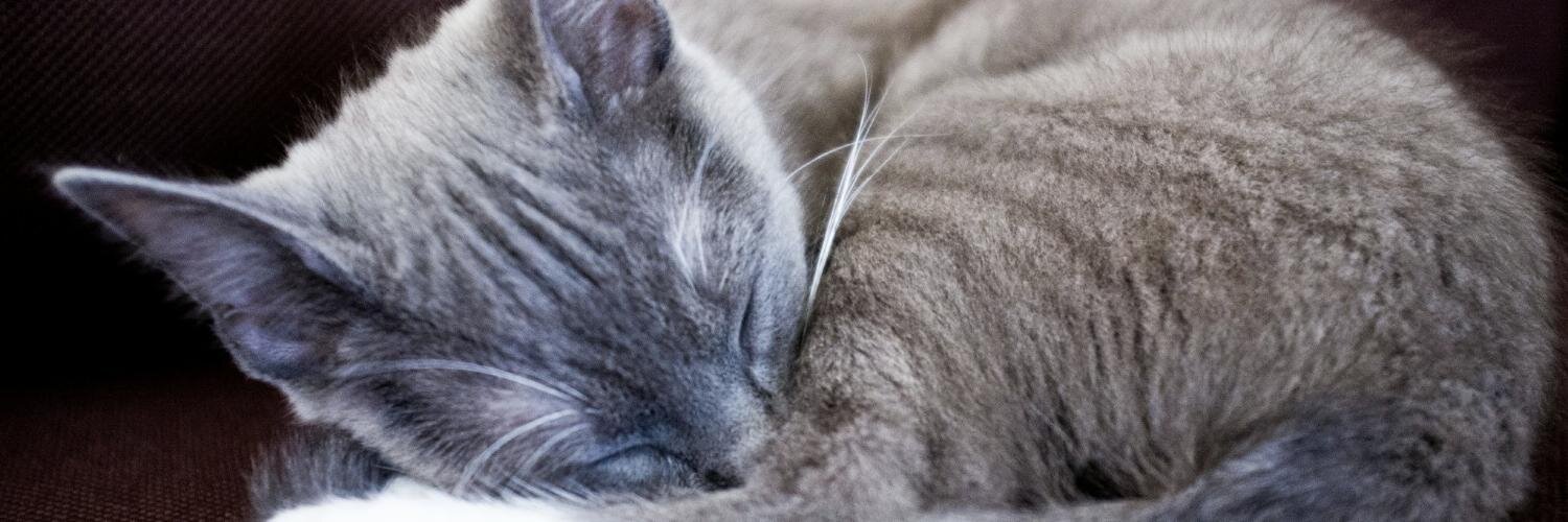 Ana Ulin 😻 banner