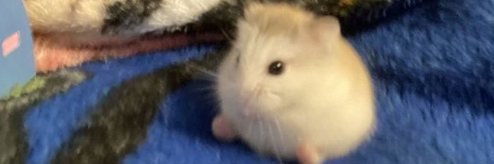 Markranken's profile banner image