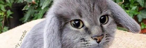 TheFrostyUser's profile banner image