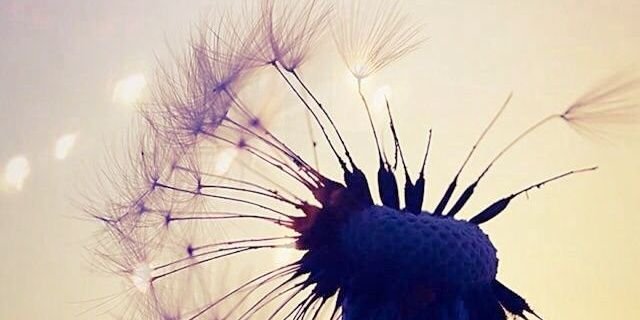 Kelly ten Velde banner