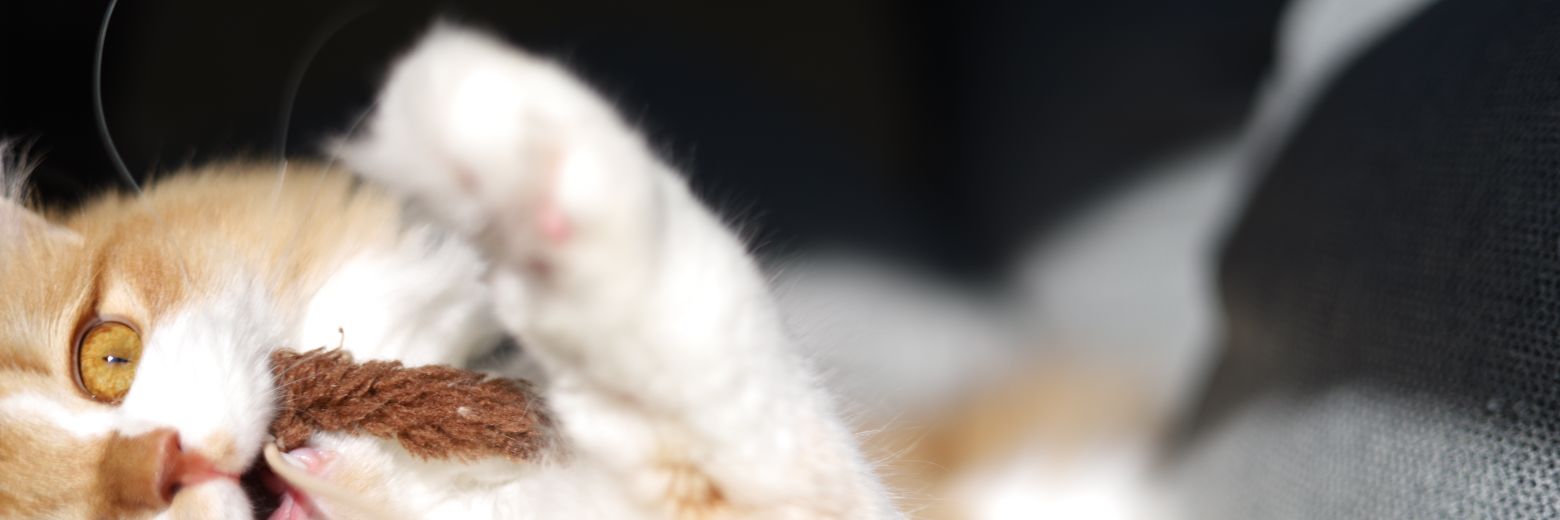 だーは banner