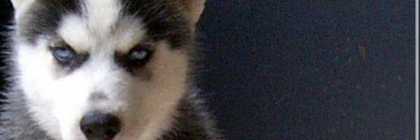 yenni222 Profile Banner