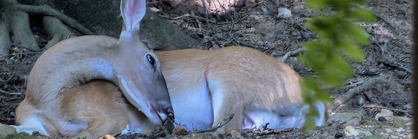 sharonsmeyer Profile Banner