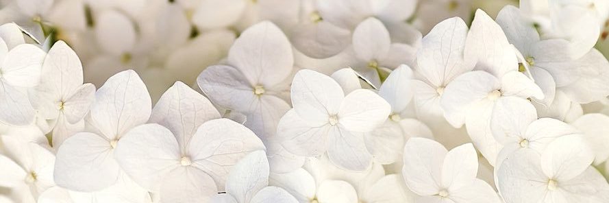 citrahndyni's profile banner image