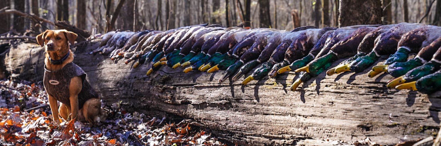 tjmo11's profile banner image