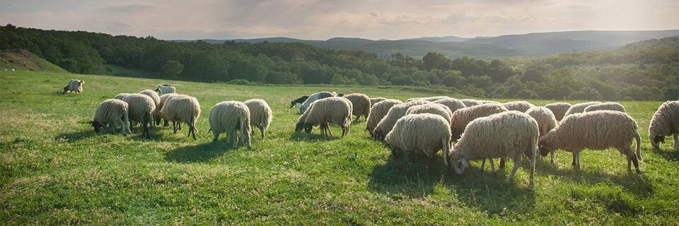 Pedro E. Cosculluela, MD banner