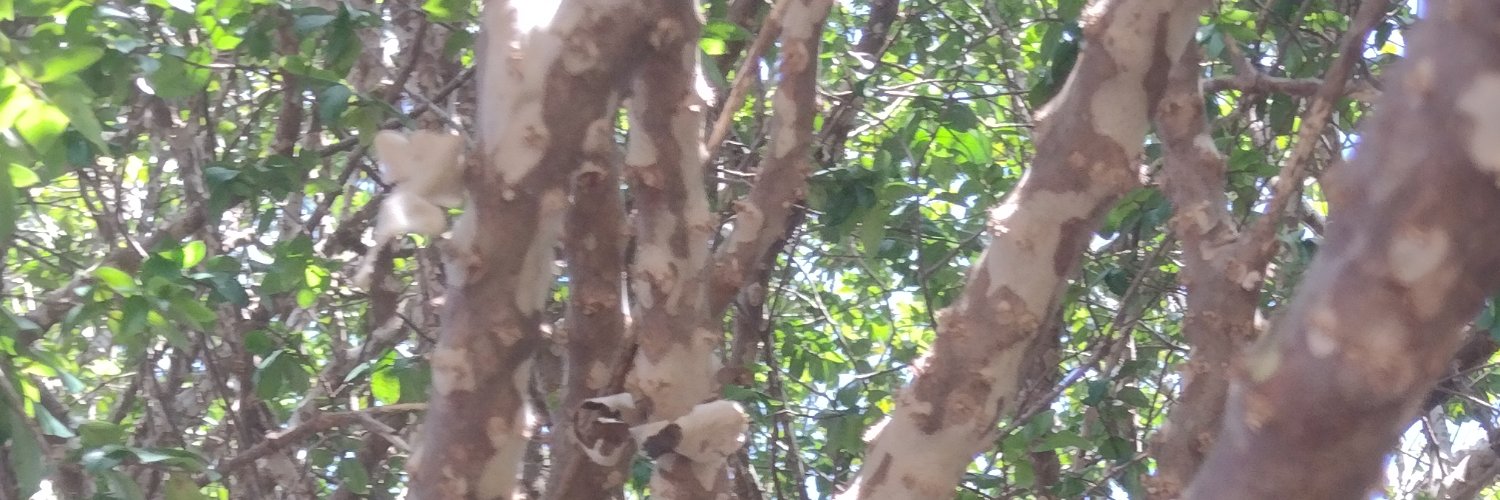 xavierpedro652's profile banner image
