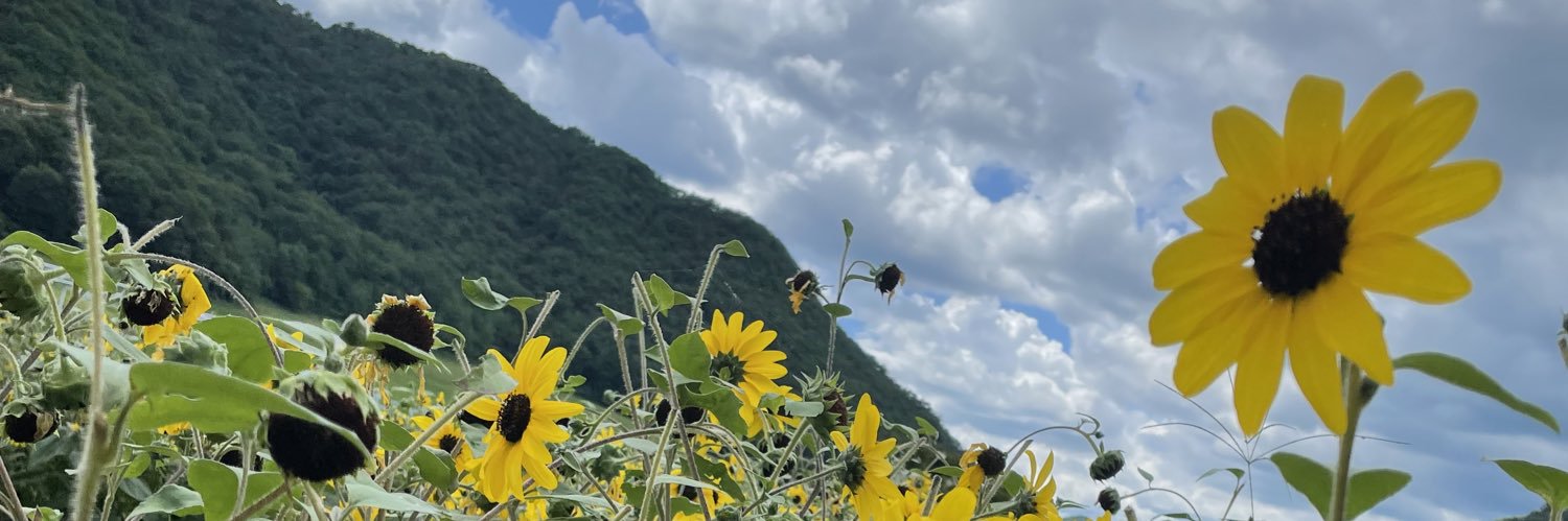 sunflowe1616's profile banner image