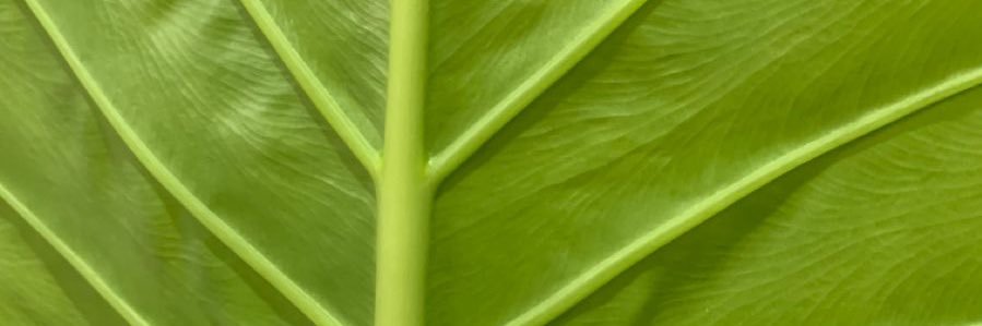 kcvreena's profile banner image