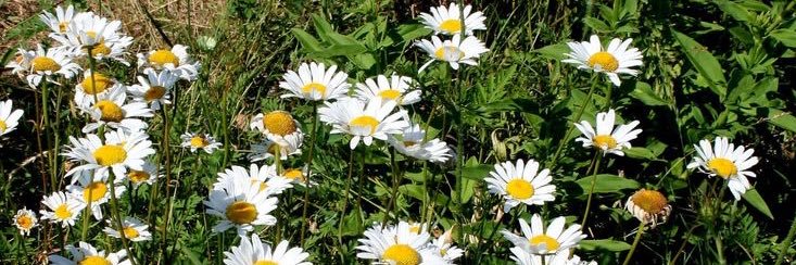 ɐuuɐ⊬💋🪩 banner