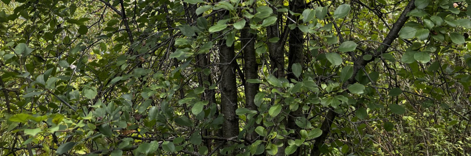 PSwagly's profile banner image