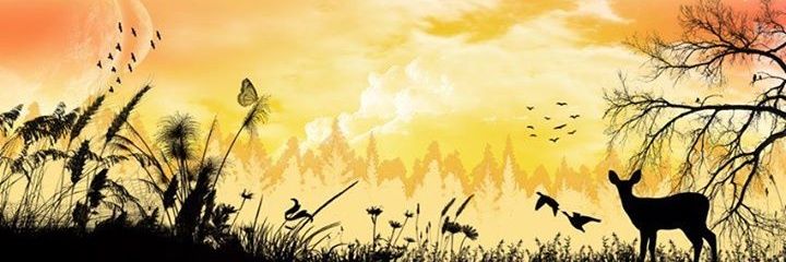 live_Iife's profile banner image