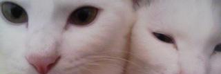 inomidx's profile banner image