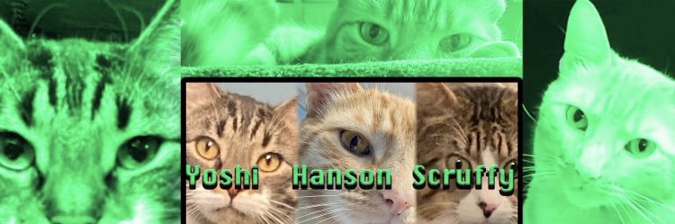 3 cat friends banner