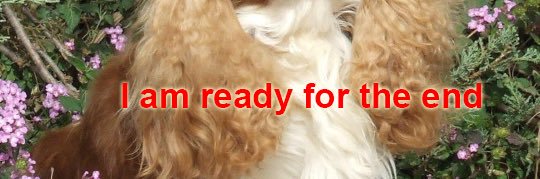 lobotomized horse girl banner