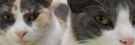 WildertCats's profile banner image