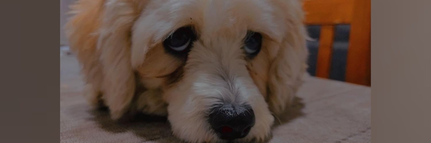 Maanolett's profile banner image
