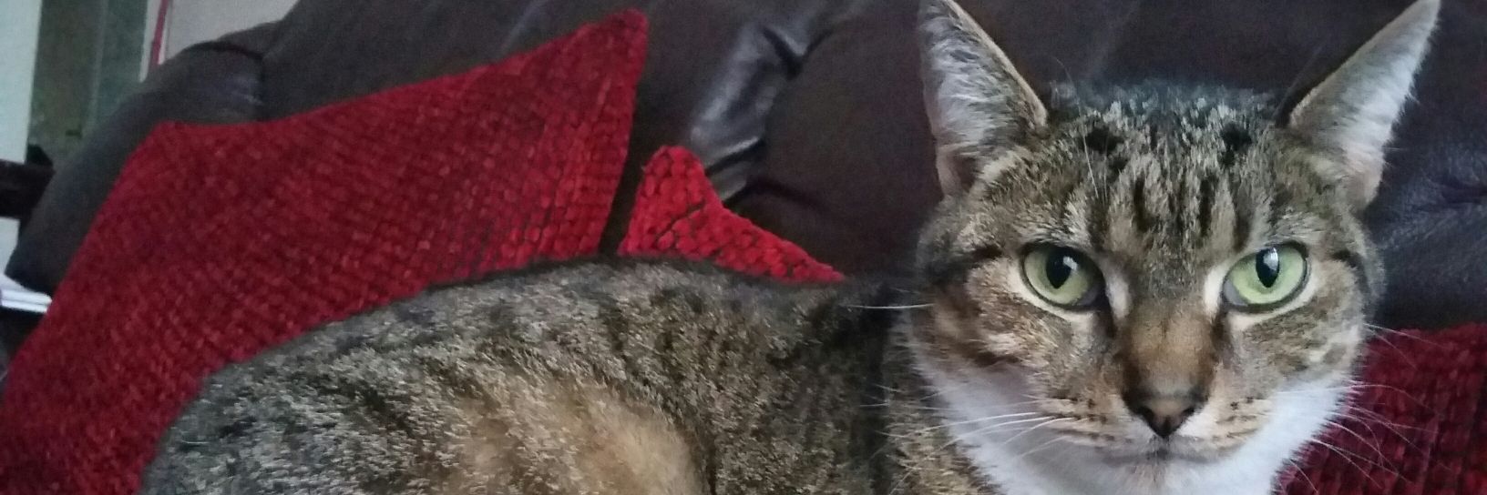 Bethpropic's profile banner image