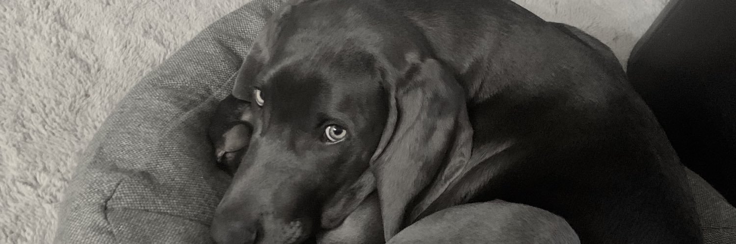 lexis_bolliger's profile banner image