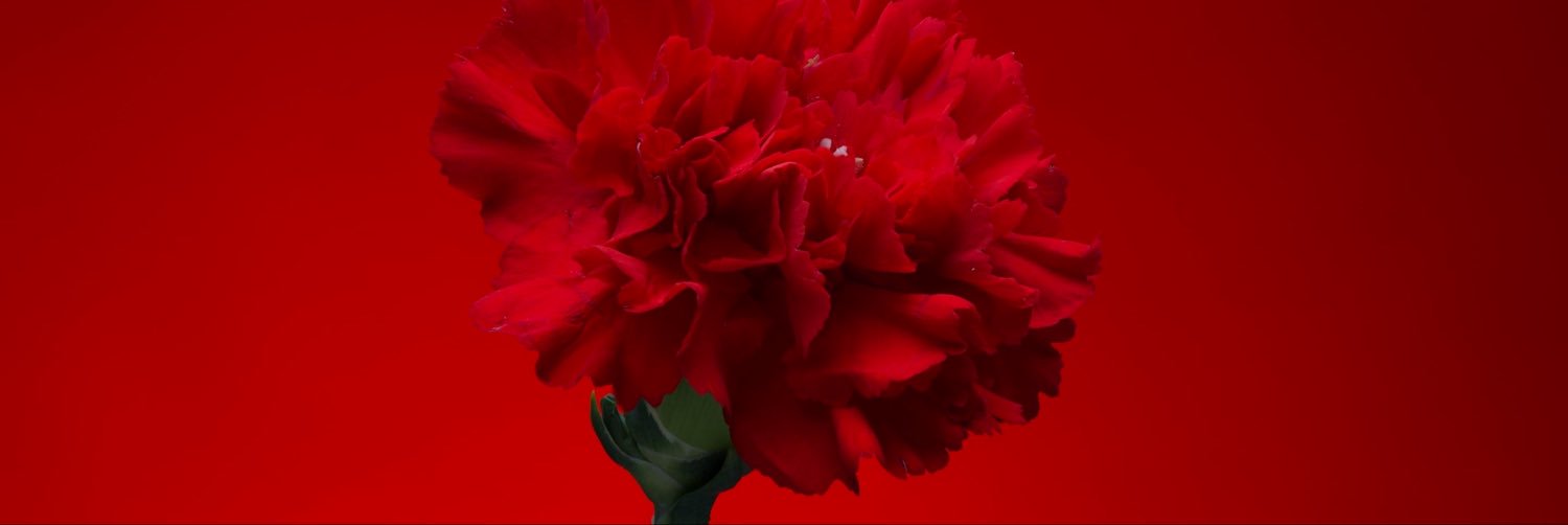 KingIsTheQueen's profile banner image